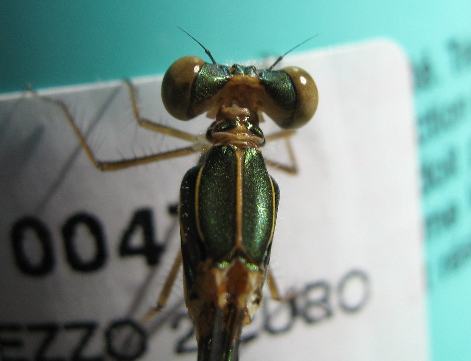 Neolibellula appena nata: Chalcolestes viridis?